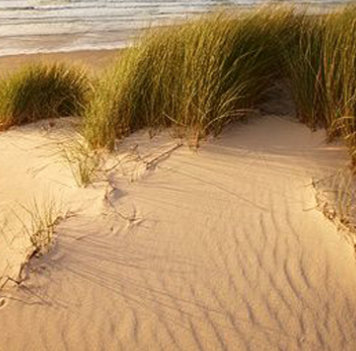 Dune scenery