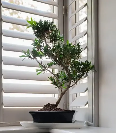 Window Shutters High Wycombe